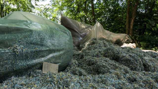 Saci plini cu milioane de hrivne, găsite într-o pădure din Ucraina