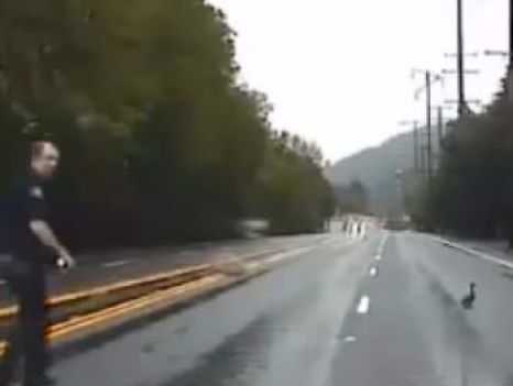 VIDEO! Poliţistul s-a oprit dintr-o urmărire ca în filme ca să salveze o familie de răţuşte