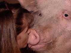 A pupat un porc pe bot. Vezi ce a facut-o pe directoarea unei şcoli să sărute animalul