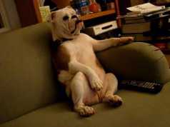 DogTV, primul post de televiziune pentru câini