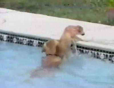 Uite cum este salvat un căţel de la înec de către mama lui. VIDEO