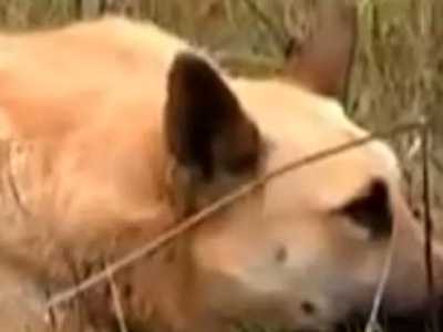 IMAGINI IMPRESIONANTE: Gestul unui câine îi emoţionează pe oameni: nu şi-a părăsit partenera care a murit – VIDEO