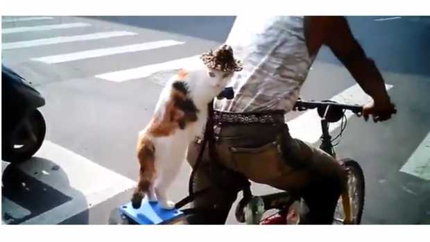 VIDEO. O pisică a devenit vedetă pe internet după ce a fost filmată mergând pe bicicletă