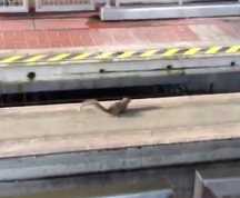 VIDEO. O veveriţă buclucaşă a OPRIT un tren