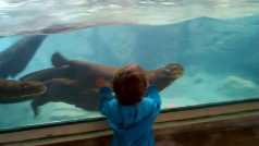 O fetiță venită la ZOO se joacă cu o vidra! VIDEO