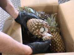 Cocaină cu aromă de ananas