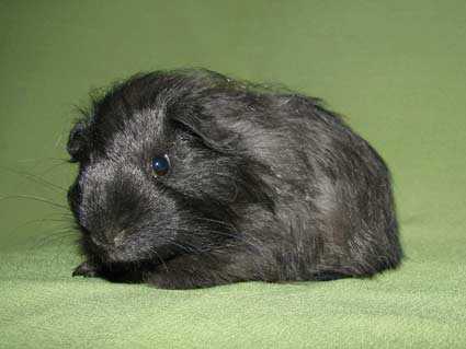 Au confundat căsuţa unor hamsteri cu o fabrică de canabis