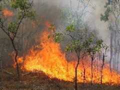 171 de morți în urma incendiilor de vegetație din Australia