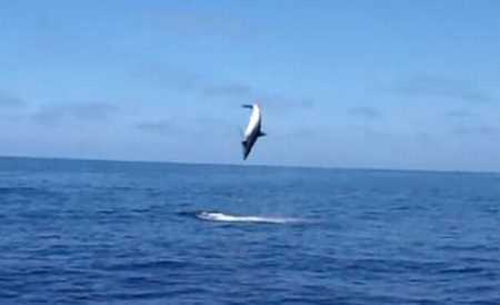 Nu le-a venit să creadă ce au văzut pe mare.