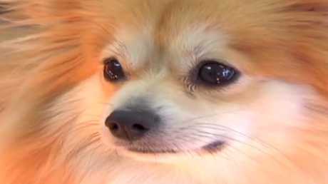 Un câine din SUA a mâncat diamante în valoare de 10 mii de dolari