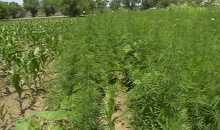 Afacere de milioane eșuată