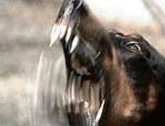 Europa este şocată de decizia de eutanasiere a maidanezilor