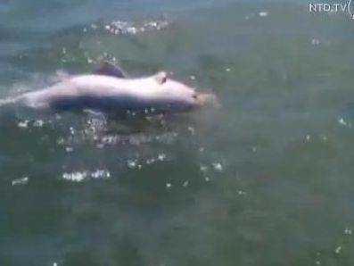 O mamă-delfin cară pe spate puiul care murise. VIDEO EMOŢIONANT