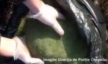 VIDEO. Droguri de peste 120 mii lei, depistate la Drochia