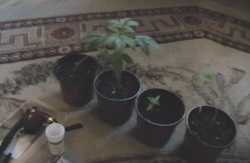 VIDEO. Afaceri cu hașiș în vizorul poliției