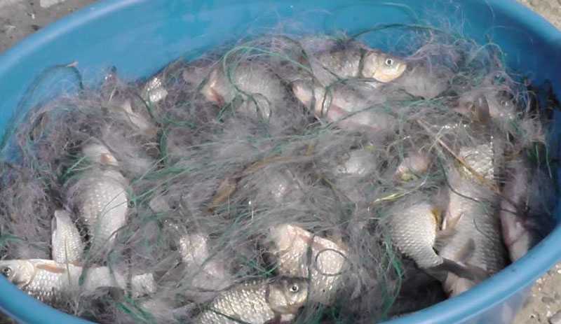 Doi bărbați prinşi cu 52 kg de peşte şi 4 plase monofilament