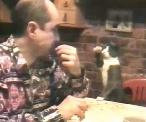 Incredibil! O pisică cere de mâncare prin limbajul semnelor! VIDEO