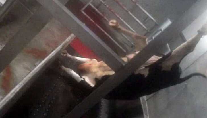 REPORTAJ CUTREMURĂTOR: Cum sunt TORTURATE vacile care ajung HAMBURGERI