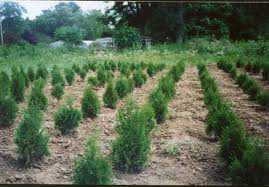 Plante în valoare de 55 mii lei, furate de pe un câmp din suburbia Chișinăului