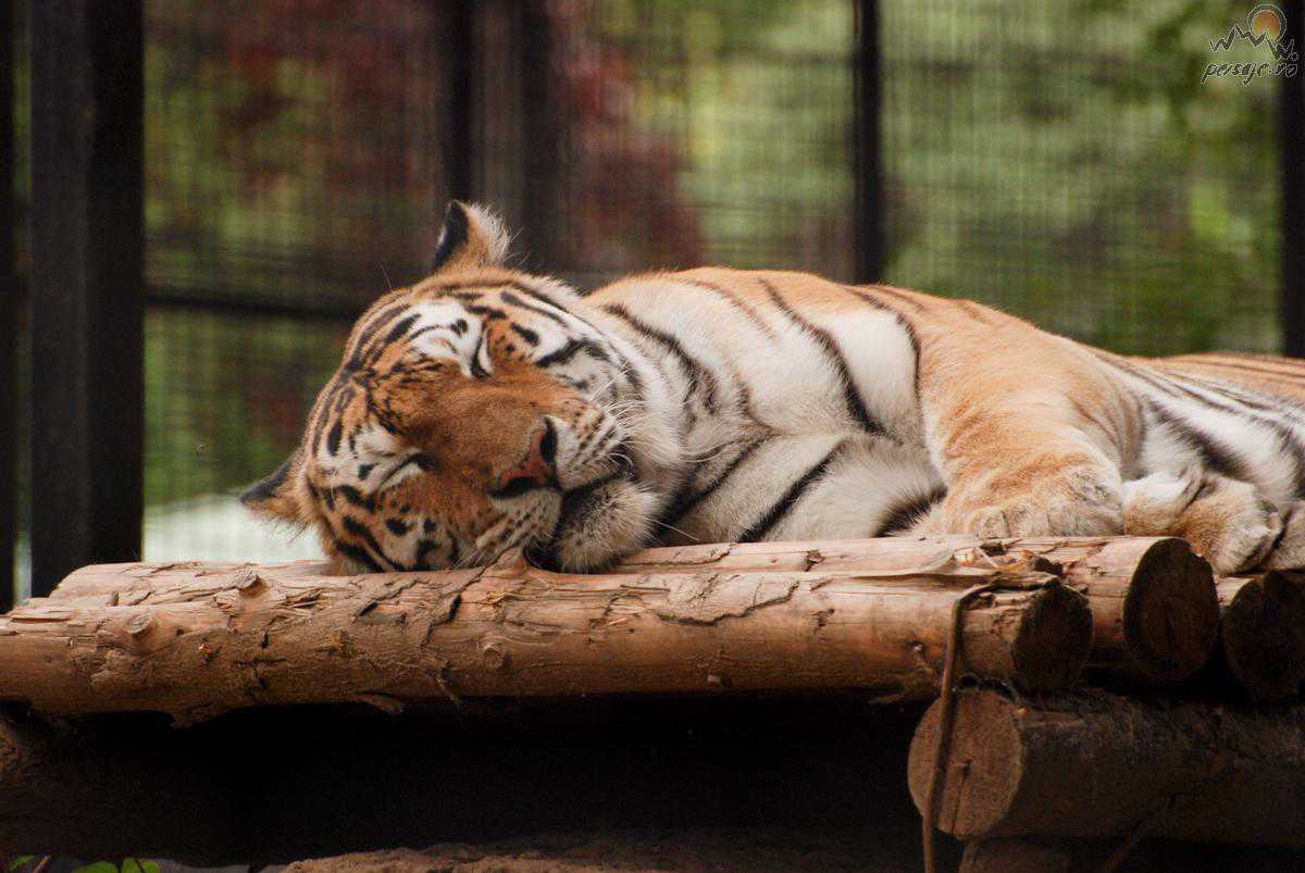 Când ai fost ultima dată la grădina zoologică?