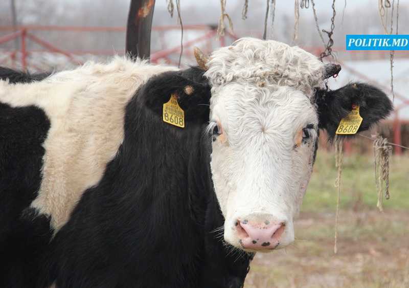 Atenţie! Caz de antrax la Orhei