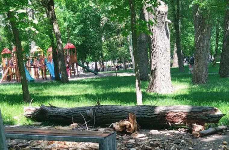 Caz tragic în parcul Alunelul, o fetiță de doi ani a murit: Cine trebuia să taie copacul ucigaș – autoritățile fac ping pong cu învinuiri