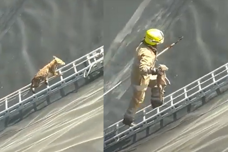 VIDEO// Salvatorii din Ungheni au salvat două vulpi de la înec