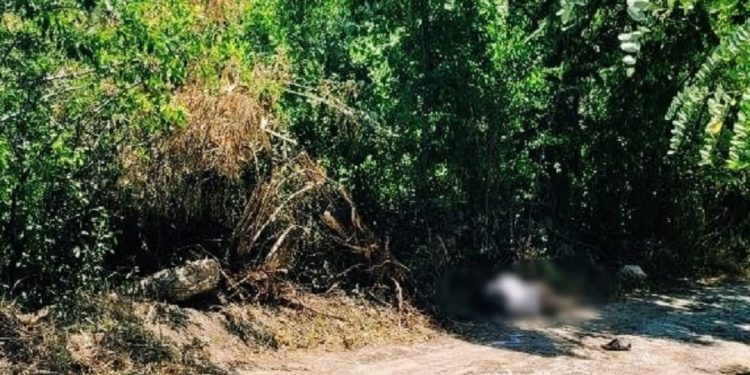 Un șofer de 41 de ani ar fi tamponat mortal un pieton și a fugit de la fața locului: Polițiștii l-au reținut