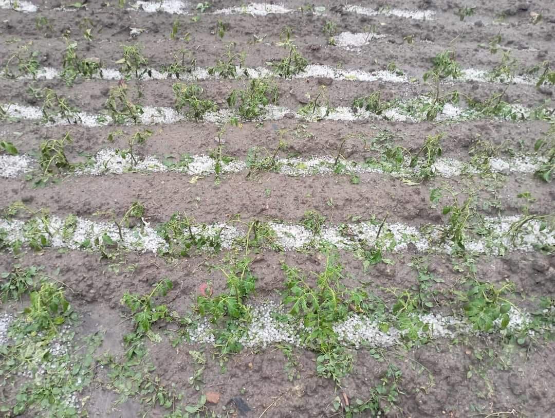 Ministerul Agricultorii îndeamnă fermierii care au înregistrat pagube, în urma ploilor, să se adreseze la Direcțiile agricole raionale